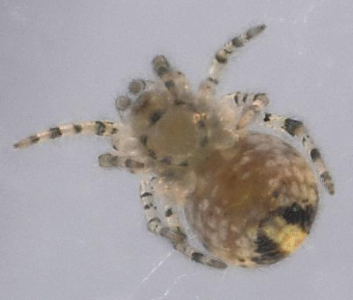 Réf. 201 911 : Theridion varians